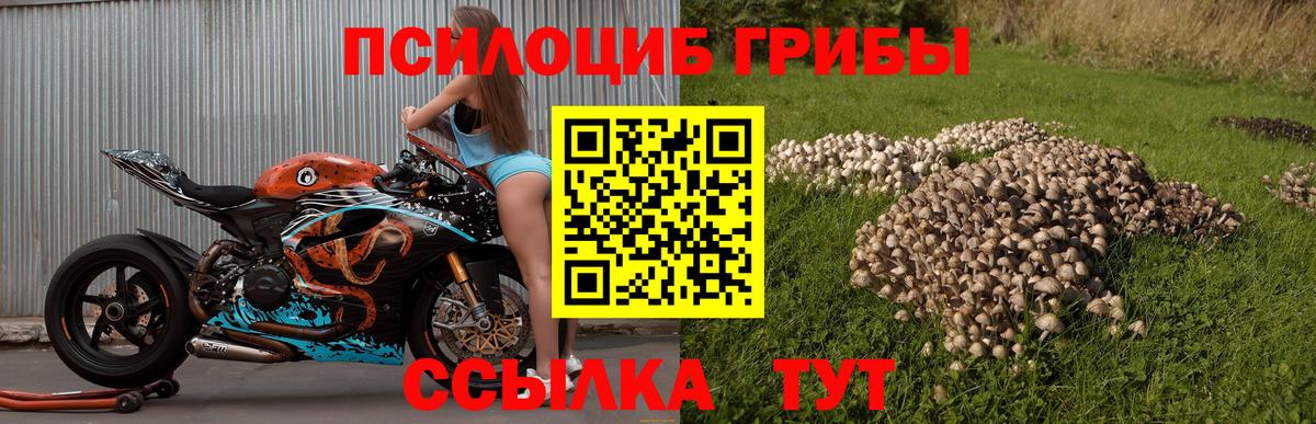 Псилоцибиновые грибы Cubensis Вязьма